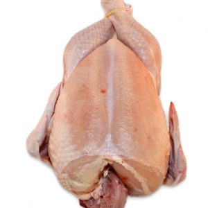 Soepkip groot (moederdier)