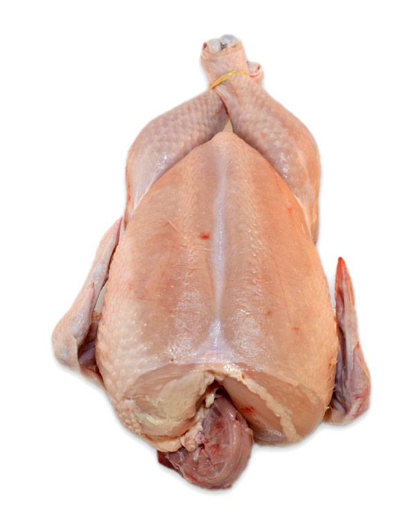 Soepkip groot (moederdier)